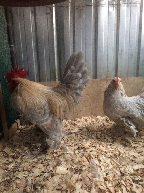 41244BBE-329B-4ED8-B1E5-9BC8994BD855 - 2018 Pitica încălțată mii de flori izabel