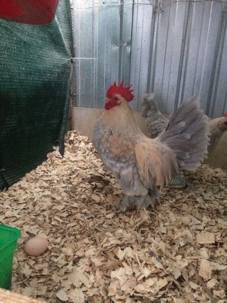 087A0388-7025-411B-9541-FEB583D6F302 - 2018 Pitica încălțată mii de flori izabel