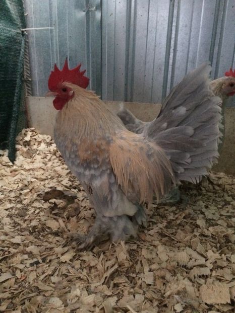 F5F73DE3-5D28-4367-BC70-E4D29B65EFEA - 2018 Pitica încălțată mii de flori izabel