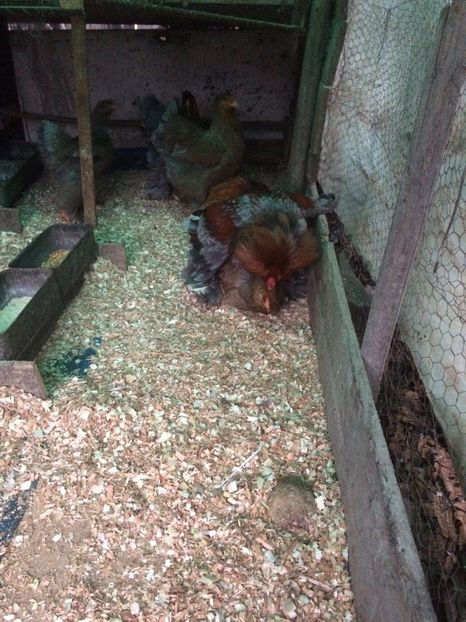 87053463-D59A-46FE-B935-7277CD5417C8 - 2018 Brahma potirnichiu pe albastru