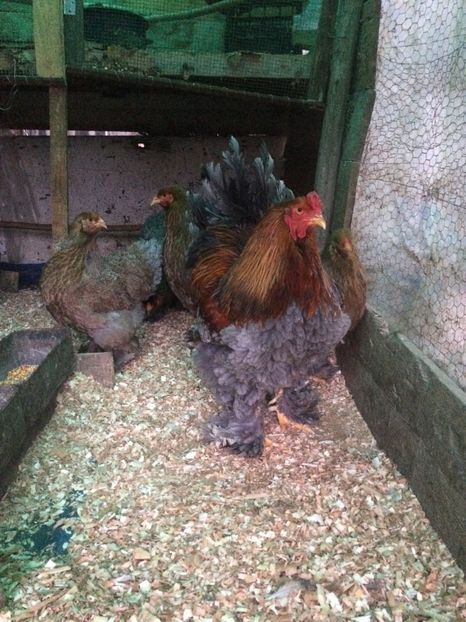 3D82B0E9-DE36-47F7-A1B9-DEB633091FAA - 2018 Brahma potirnichiu pe albastru