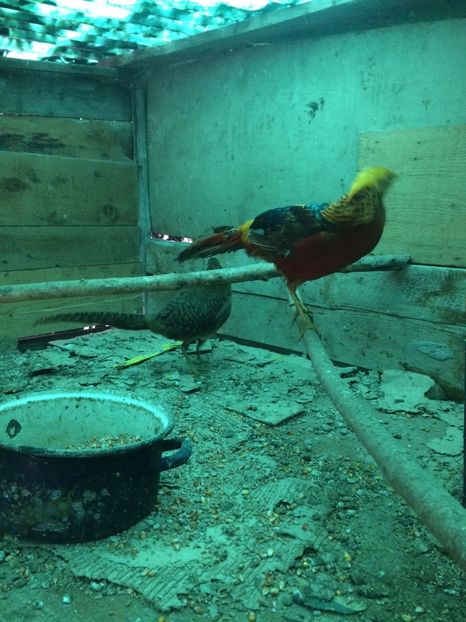 E76C1439-9546-4C9C-95B9-344582279E05 - 2018 Fazan auriu pe rosu