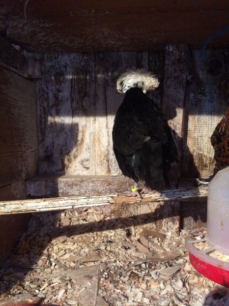 5F7AB99C-1D96-4ECB-B84A-C2D5D11F5DD0 - 2018 Moțata olandeza pitica -negru cu Moț alb