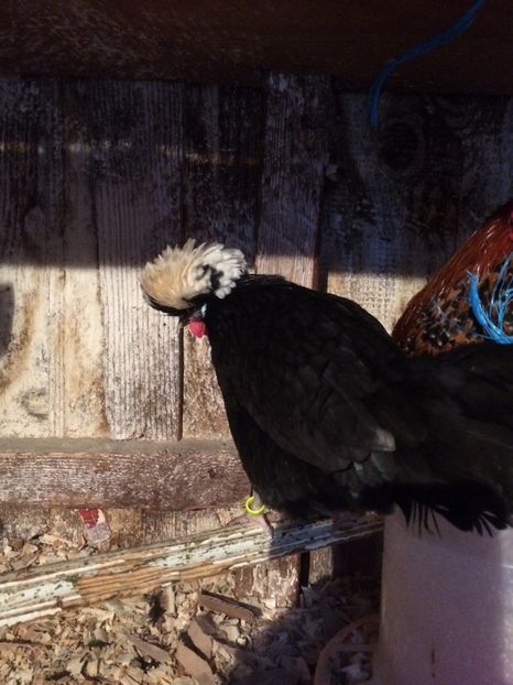 DB71554E-5D79-4ED7-83B2-09B658AF8ED1 - 2018 Moțata olandeza pitica -negru cu Moț alb