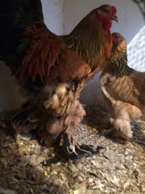 F301D467-4884-456A-9AF2-AB23FFA0298C - 2018 Brahma columbia