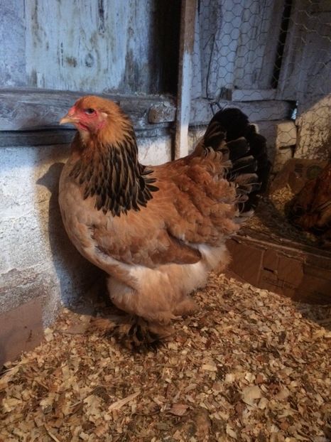 5F6767D8-5DD1-41A3-A119-CEA11278C335 - 2018 Brahma columbia