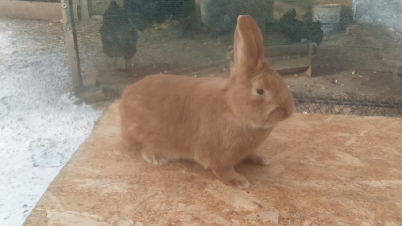  - Burgunder rosu mascul 1