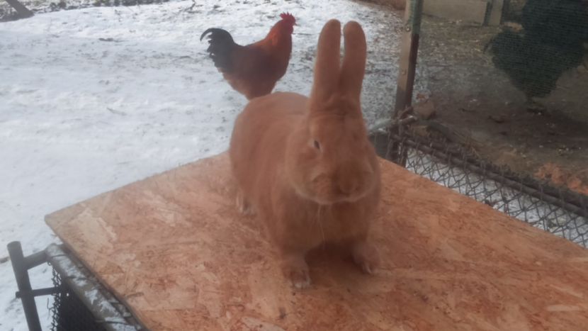  - Burgunder rosu mascul 1