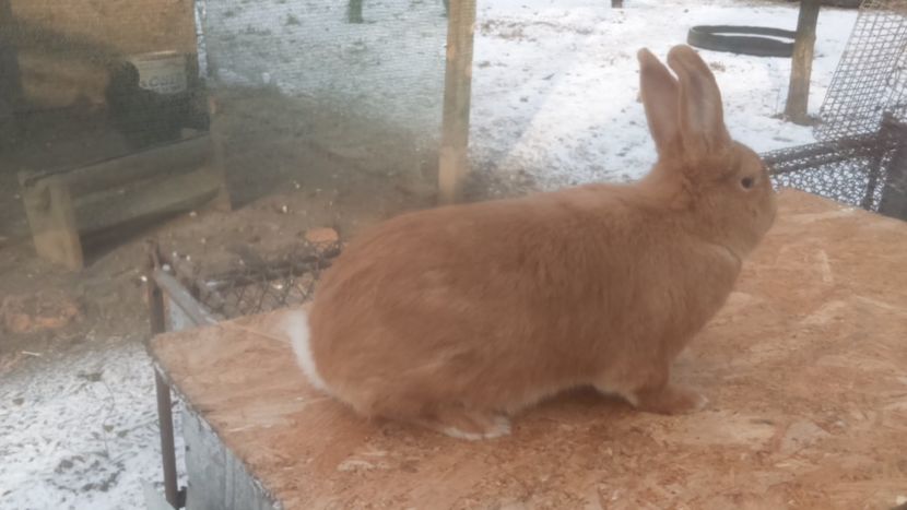  - Burgunder rosu mascul 1