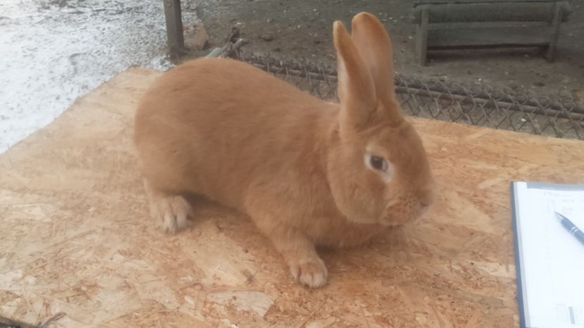  - Burgunder rosu mascul 2 din Ungaria