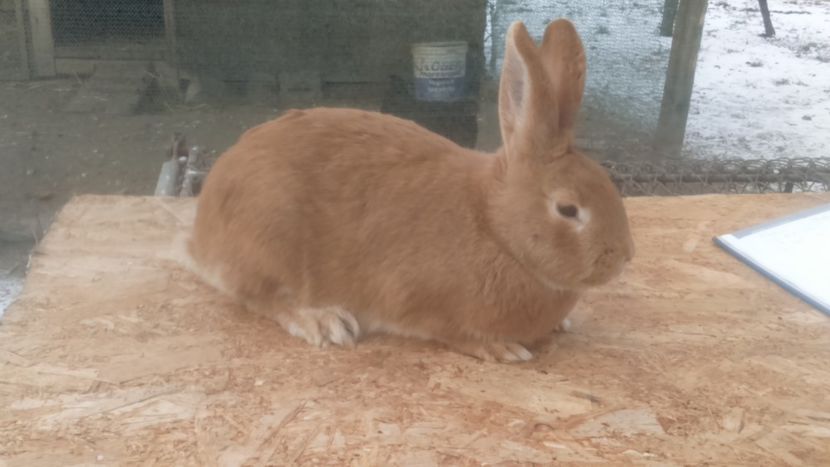  - Burgunder rosu femela 2