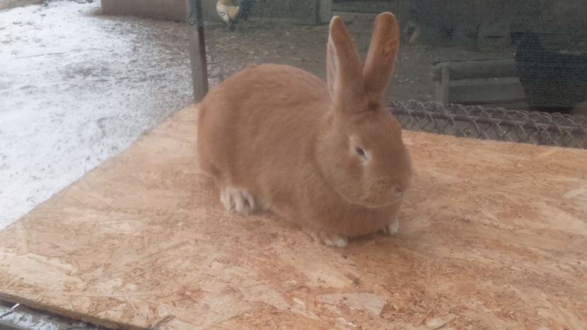  - Burgunder rosu femela 2