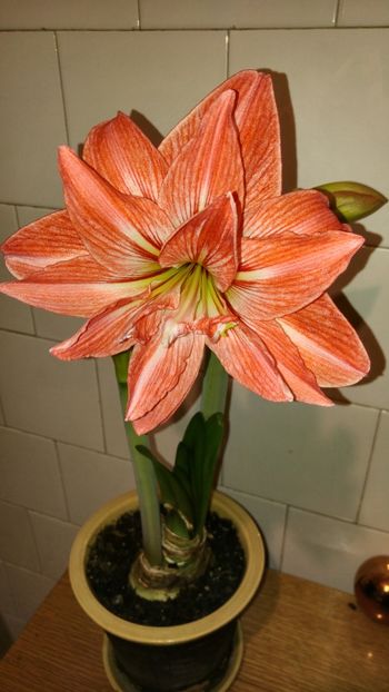  - Hippeastrum 2017 2018