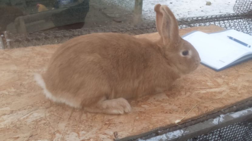  - Burgunder rosu femela 3