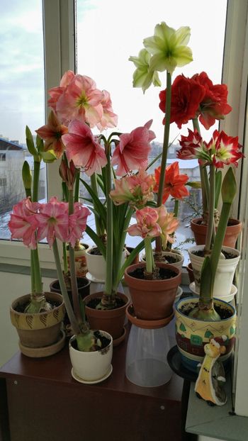  - Hippeastrum 2017 2018