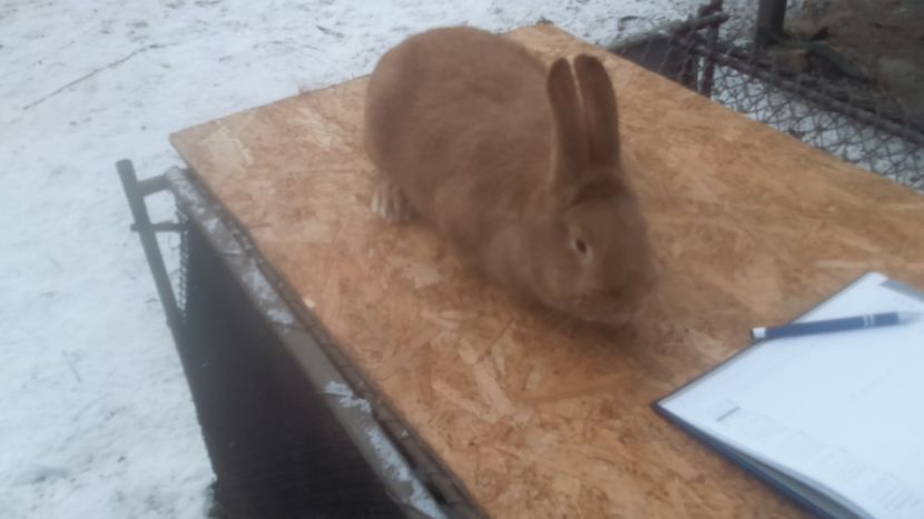  - Burgunder rosu femela 4