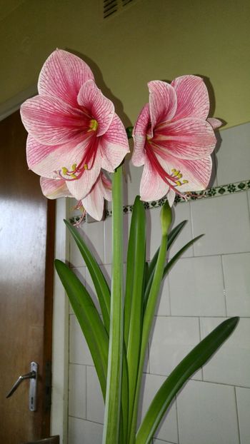  - Hippeastrum 2017 2018