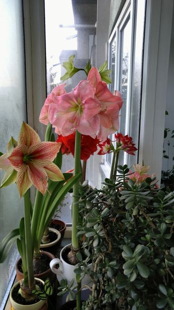  - Hippeastrum 2017 2018