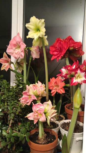  - Hippeastrum 2017 2018