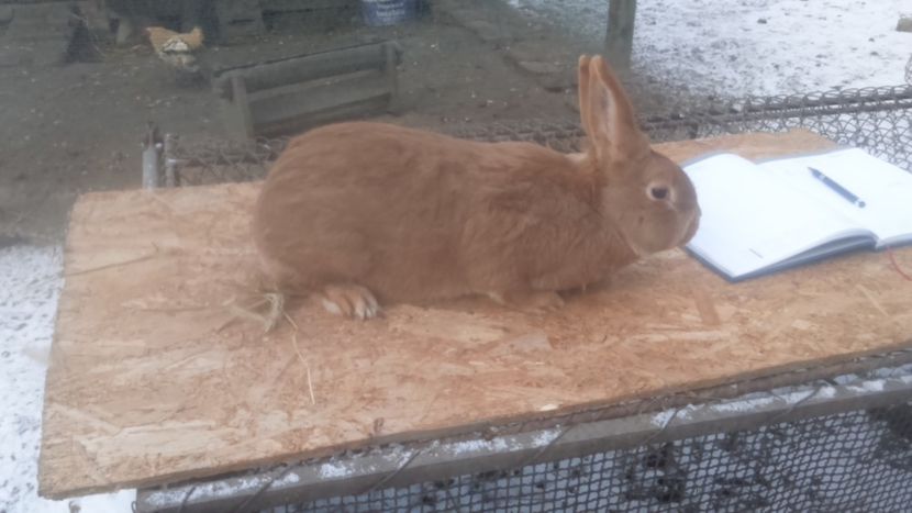  - Burgunder rosu femela 5