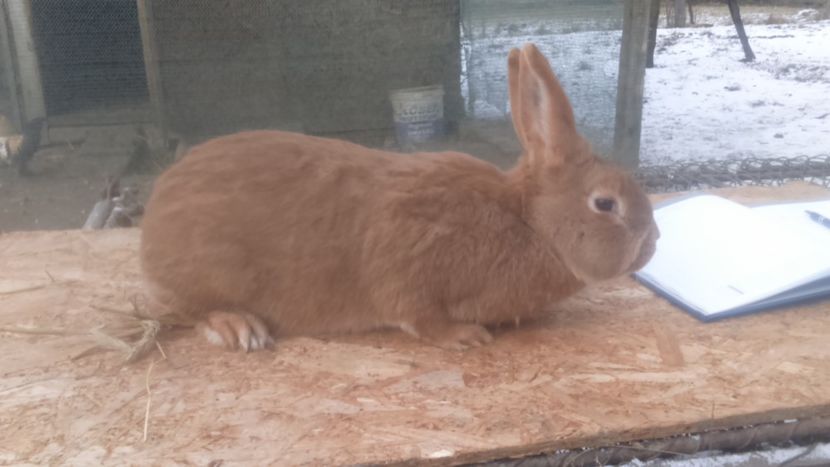  - Burgunder rosu femela 5