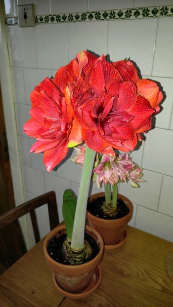  - Hippeastrum 2017 2018