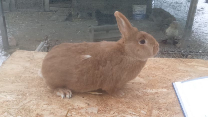 RO2 6530 - Burgunder rosu femela 6