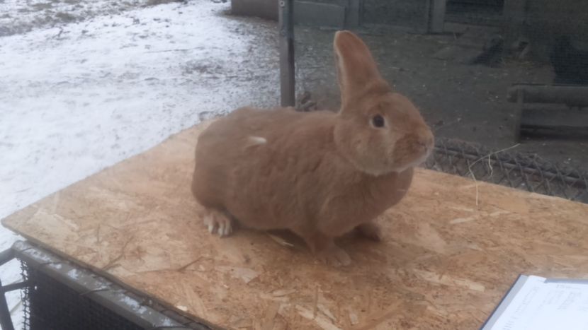  - Burgunder rosu femela 6