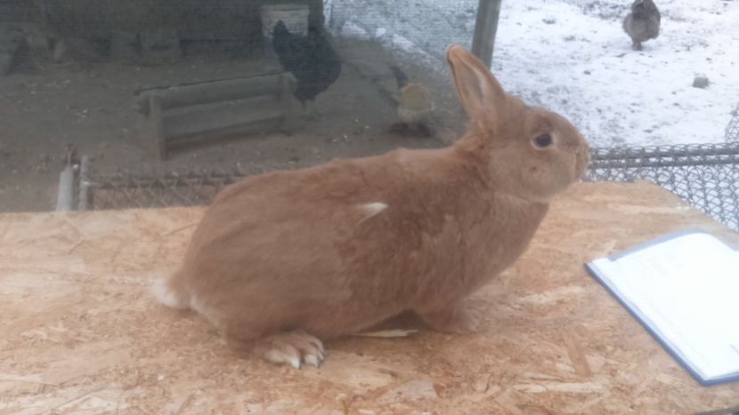  - Burgunder rosu femela 6