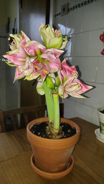  - Hippeastrum 2017 2018