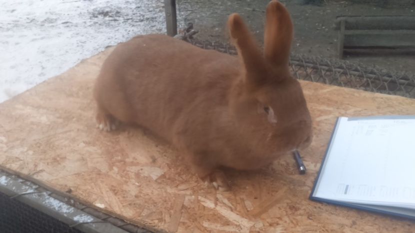  - Neozeelandez rosu femela 1