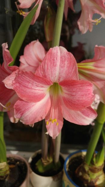  - Hippeastrum 2017 2018