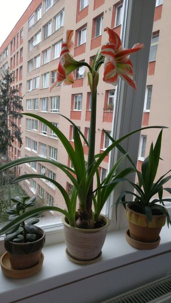  - Hippeastrum 2017 2018