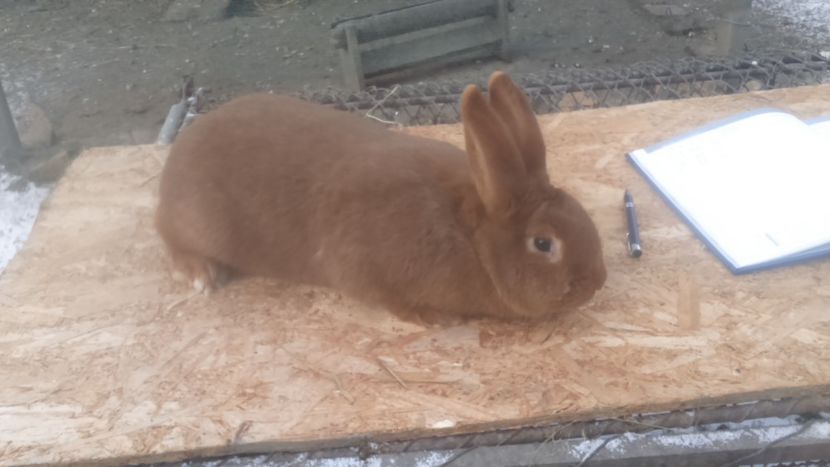  - Neozeelandez rosu femela 2