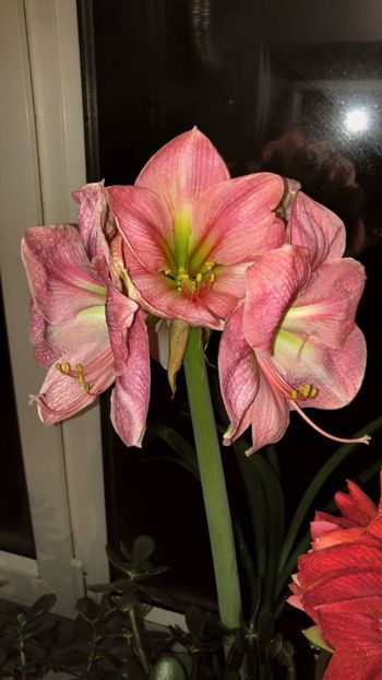  - Hippeastrum 2017 2018