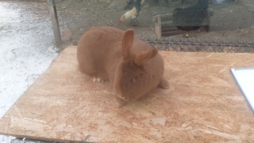  - Neozeelandez rosu femela 3