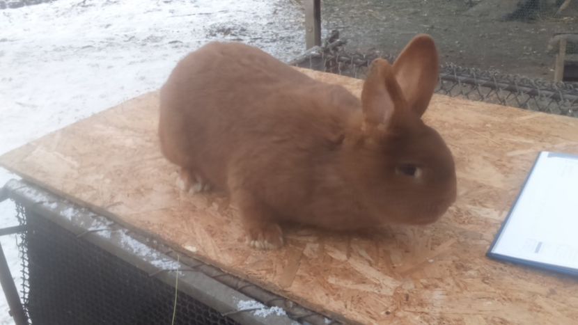  - Neozeelandez rosu femela 3