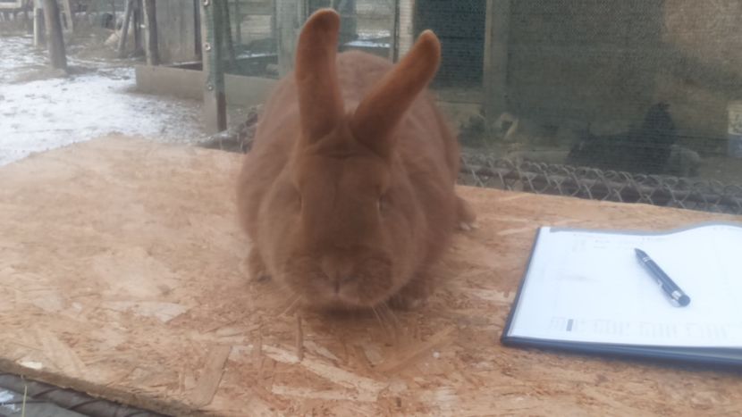  - Neozeelandez rosu femela 3