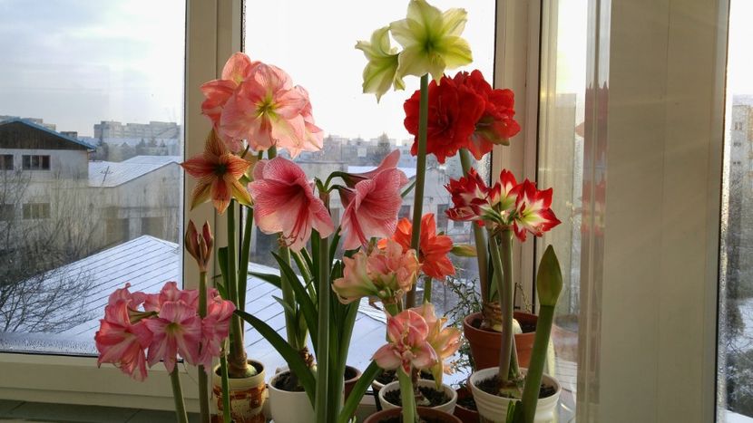  - Hippeastrum 2017 2018