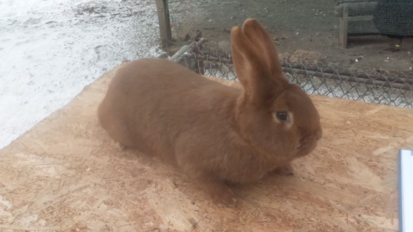 RO8 4720 - Neozeelandez rosu femela 4