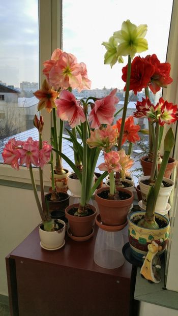  - Hippeastrum 2017 2018
