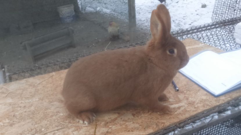 RO8 6726 - Neozeelandez rosu femela 6