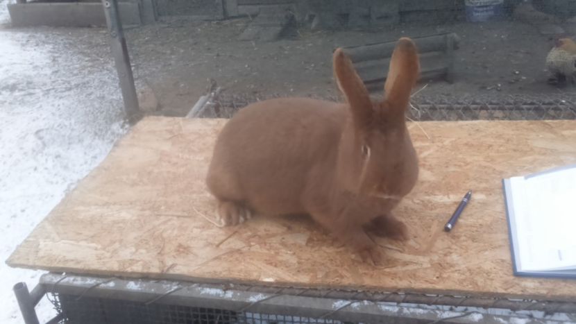  - Neozeelandez rosu femela 6