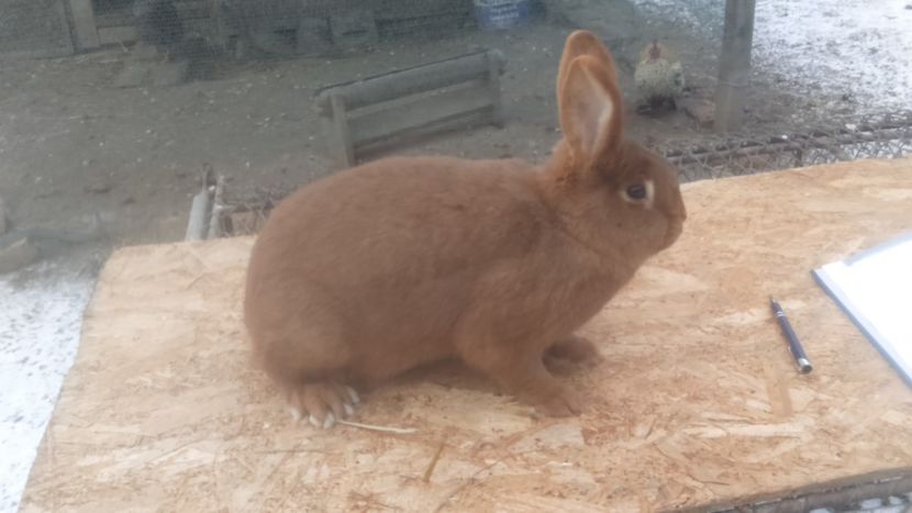  - Neozeelandez rosu femela 6