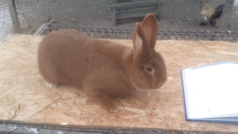 A409 H27 - Neozeelandez rosu mascul din Ungaria