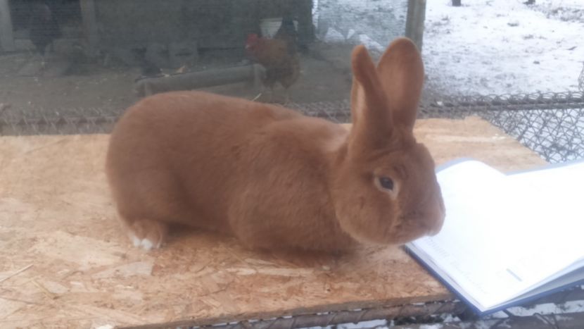  - Neozeelandez rosu mascul din Ungaria