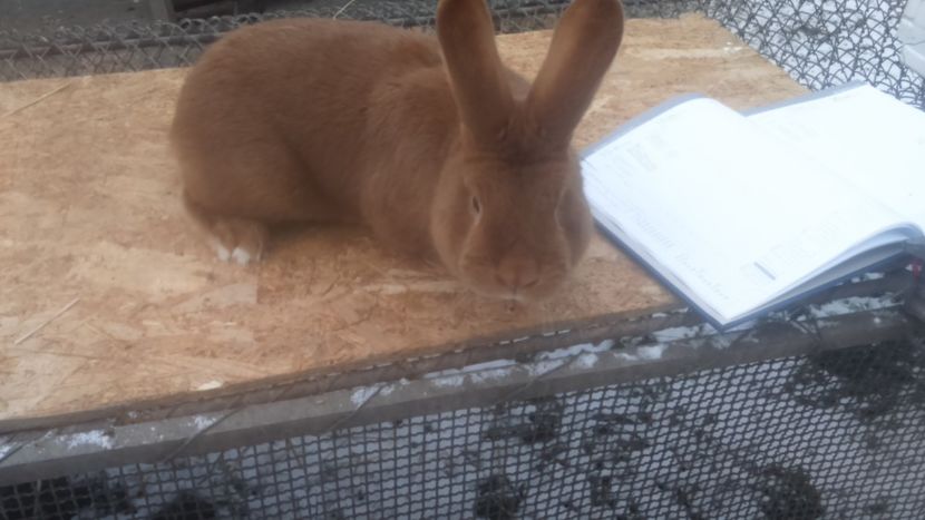  - Neozeelandez rosu mascul din Ungaria