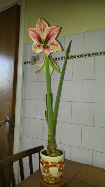  - papilio - papilio hibrid - magic star