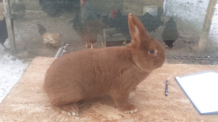  - Neozeelandez rosu msacul 2