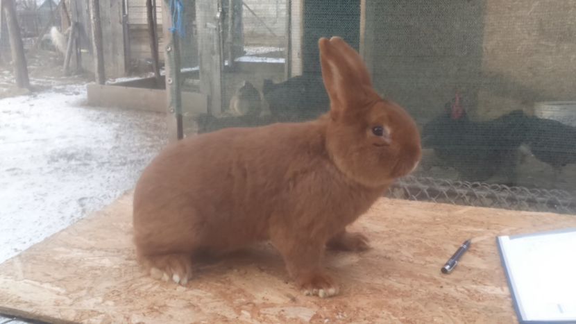  - Neozeelandez rosu msacul 2